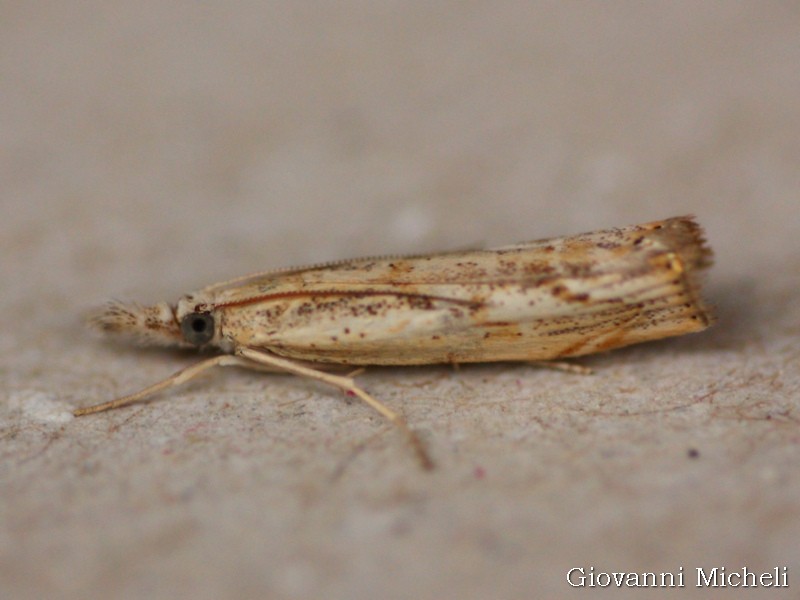 Agriphila?